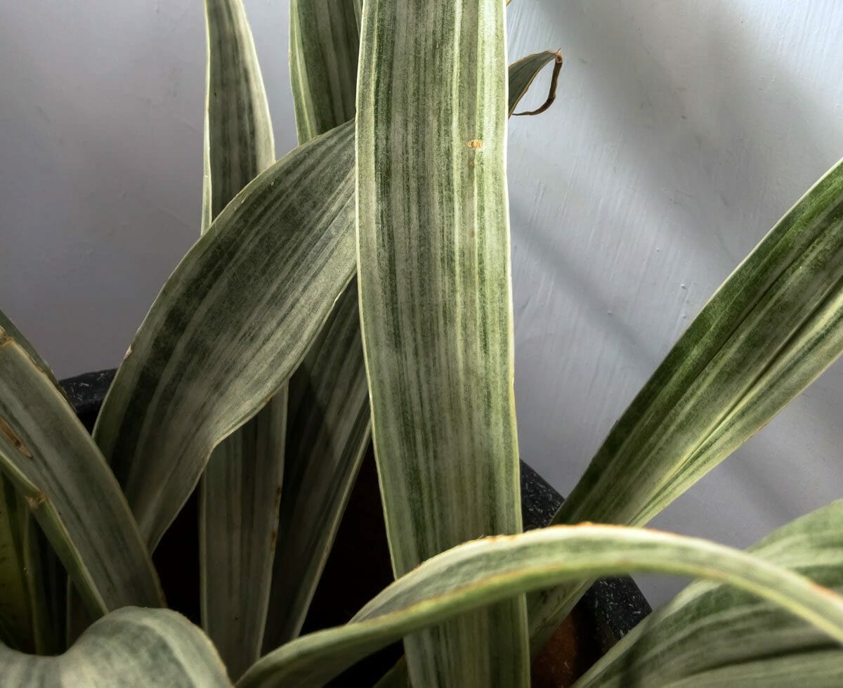 sayuri kind of snake plant