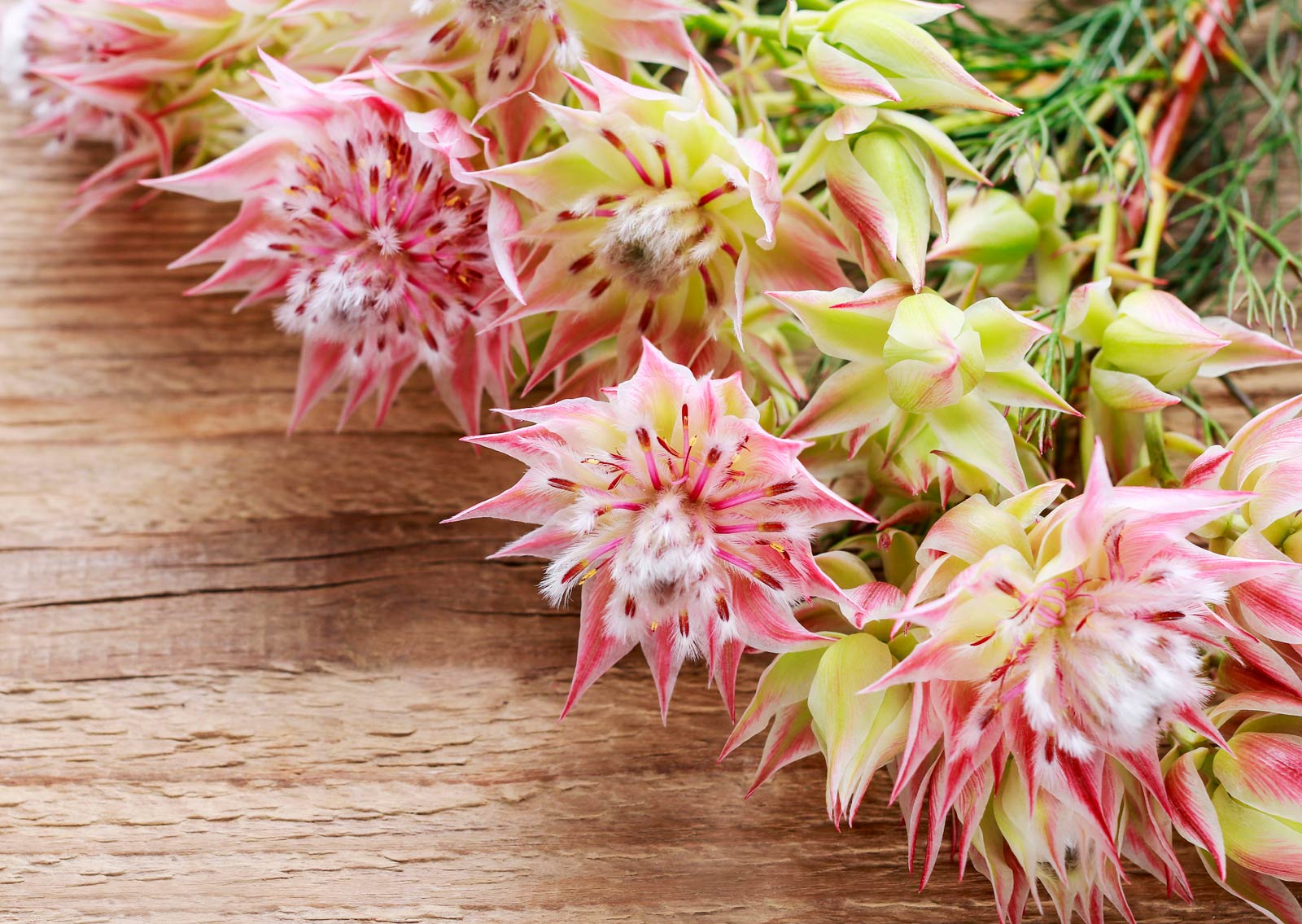 serruria florida blushing bride plant