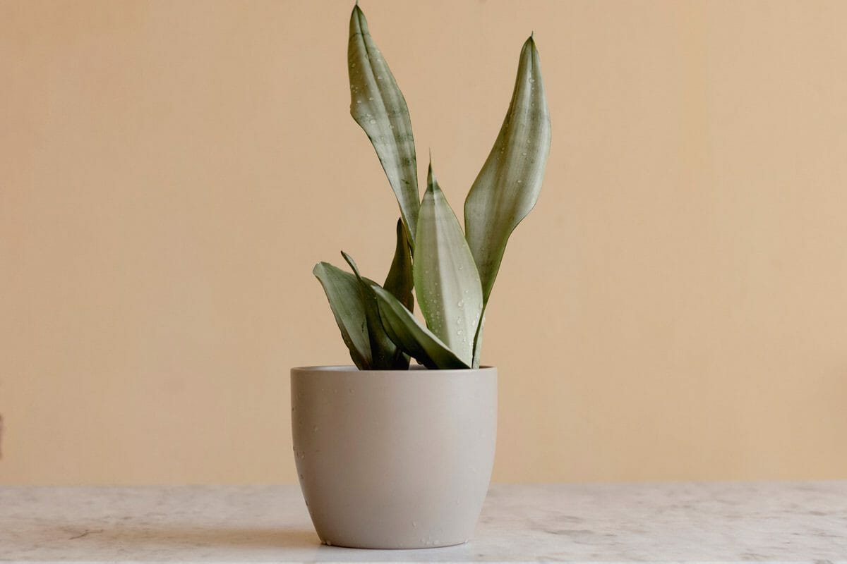 Silver Queen Dracaena (Dracaena Trifasciata ‘Silver Queen’)