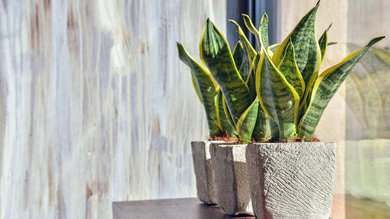 Even the Blackest of Thumbs Can Care for These 10 Houseplants - snake plant MSN