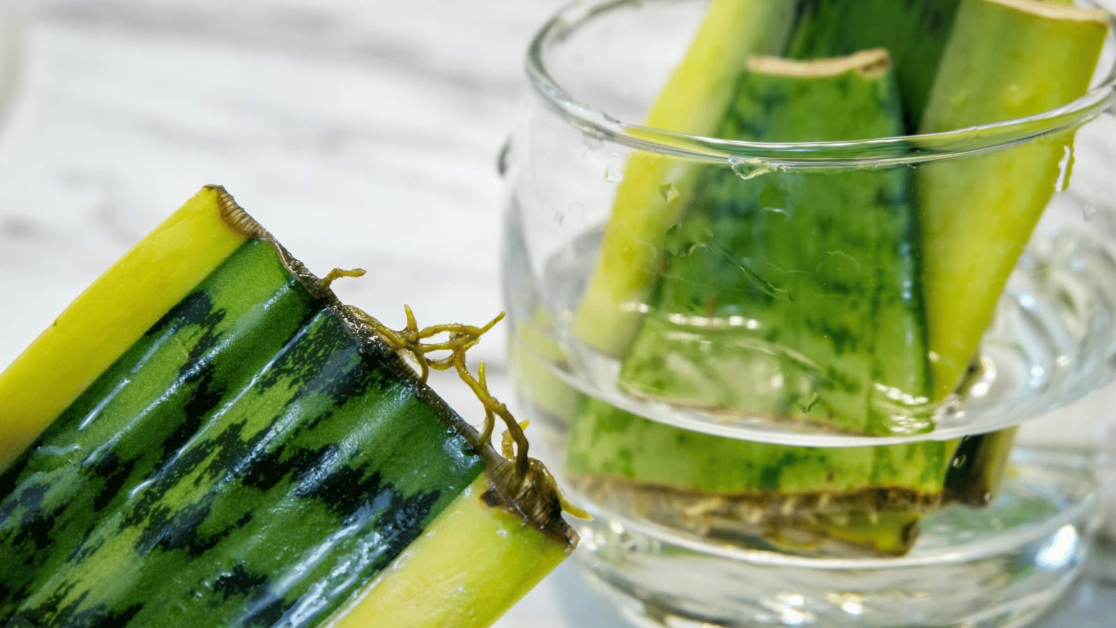 snake plant water propagation