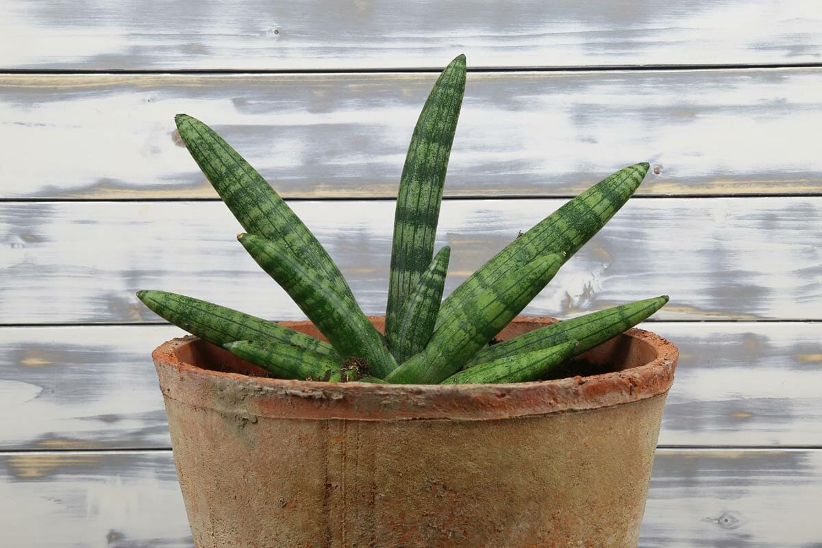 somali variety of snake plant 