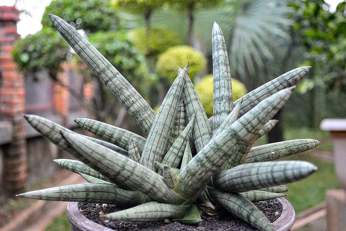 starfish dracaena cylindrical boncel kind of snake plant