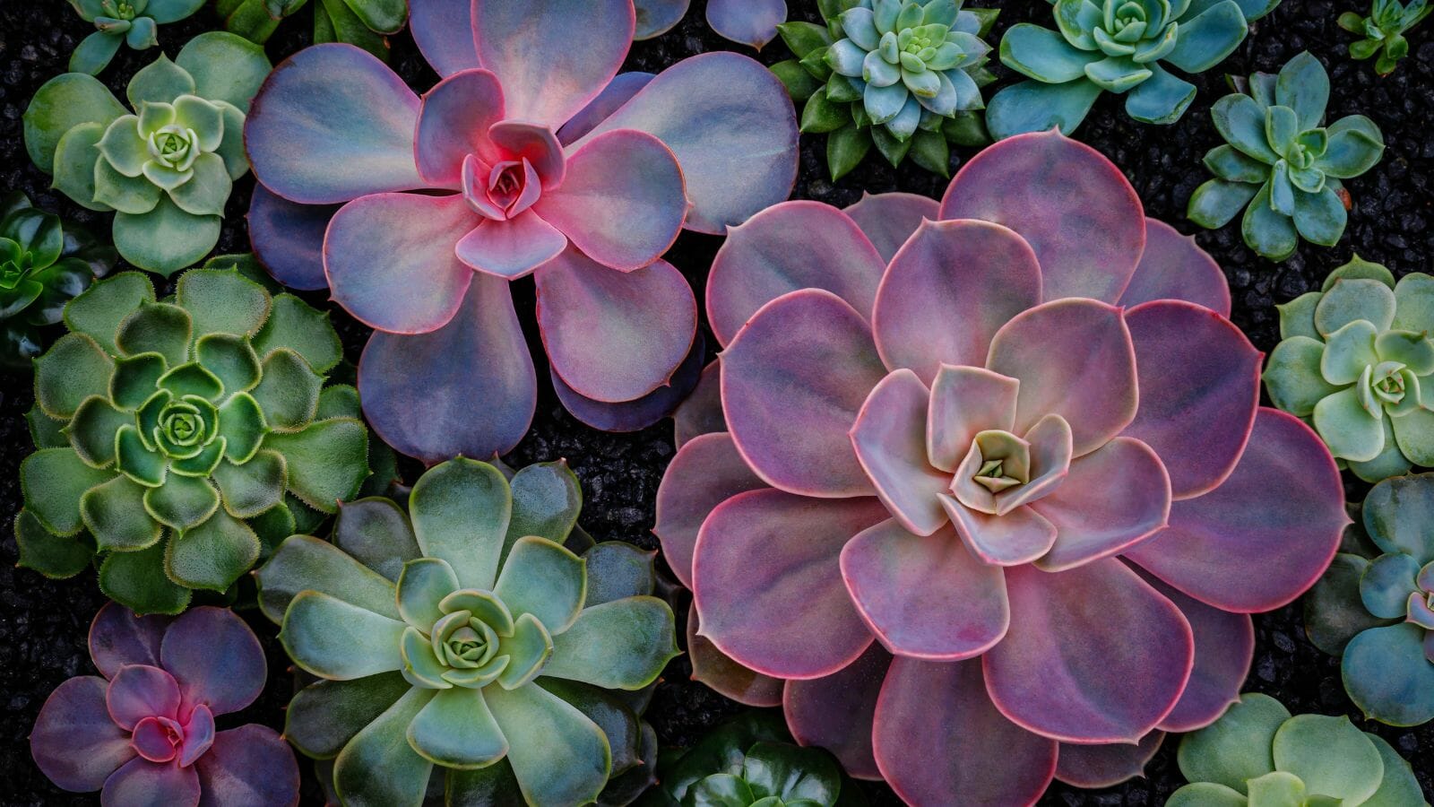 Even the Blackest of Thumbs Can Care for These 10 Houseplants - succulents MSN