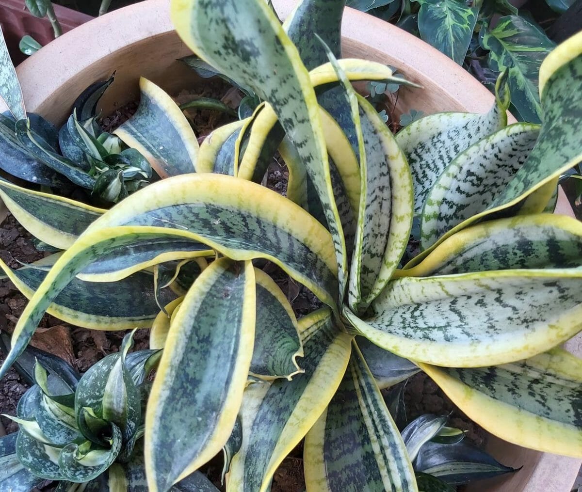 twisted sister snake plant in a pot 