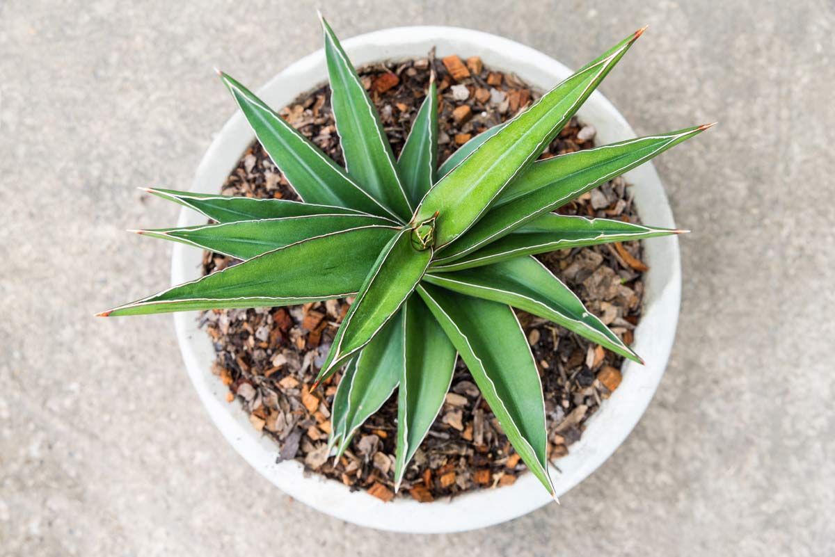 Francisii Dracaena (Dracaena Francisii) in a white pot