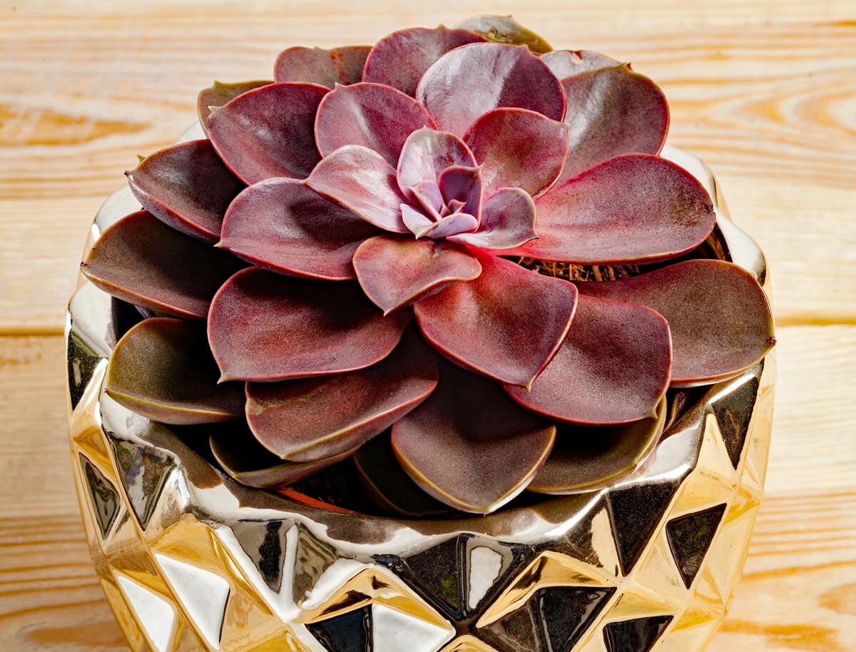 Ghost Echeveria up close in gold pot.