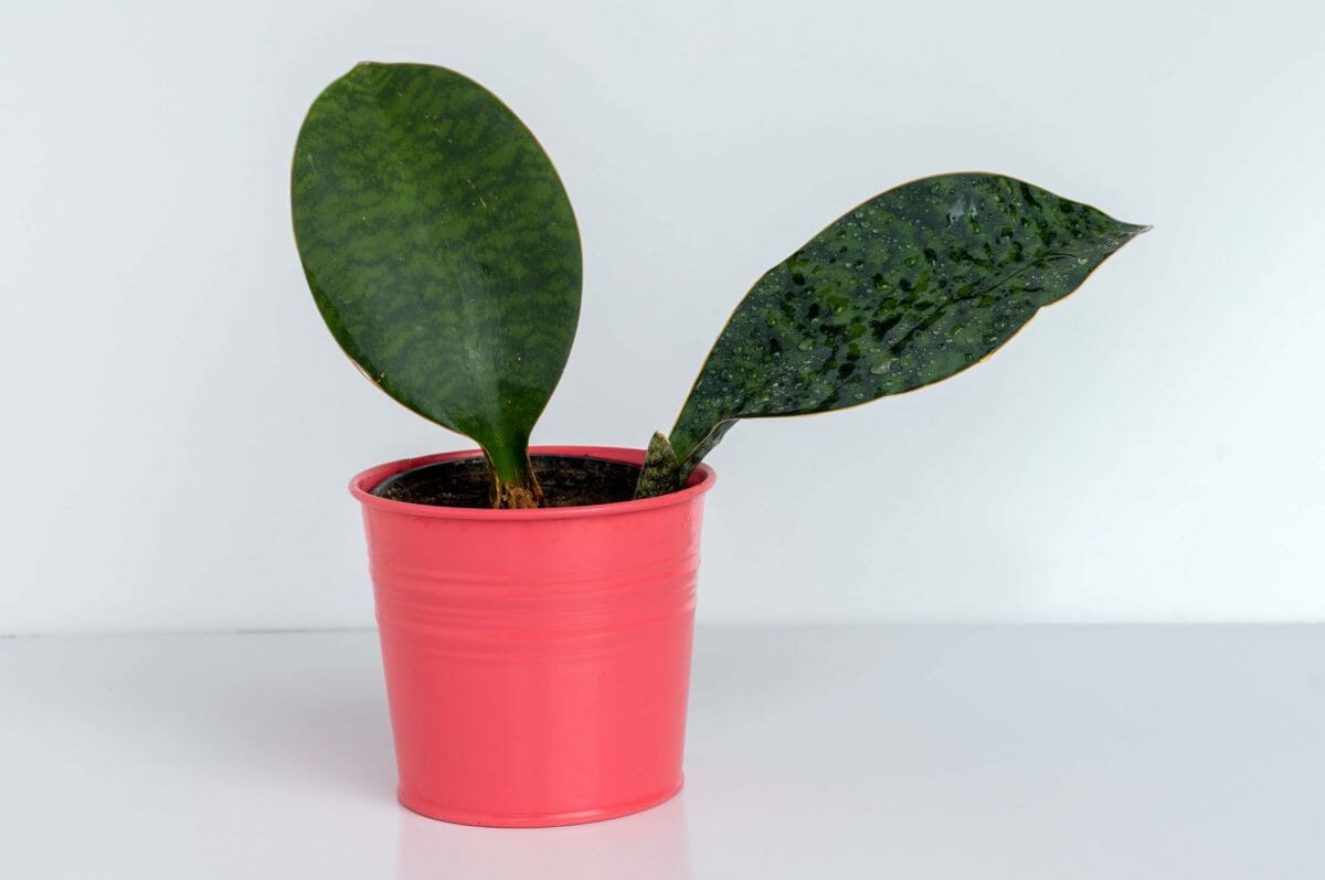 Mason’s Congo Dracaena aka Whale’s Fin (Dracaena Masoniana)