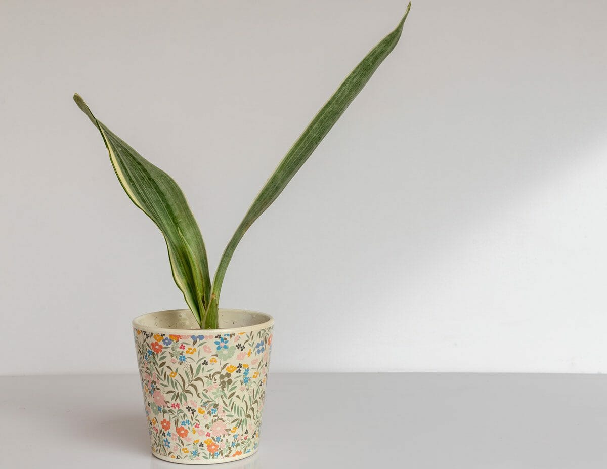 Sansevieria Bantel's Sensation in colorful pot