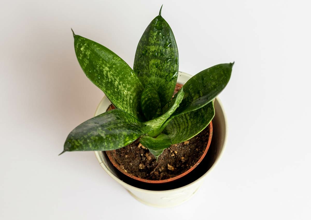 dracaena variety called birds nest hahnii