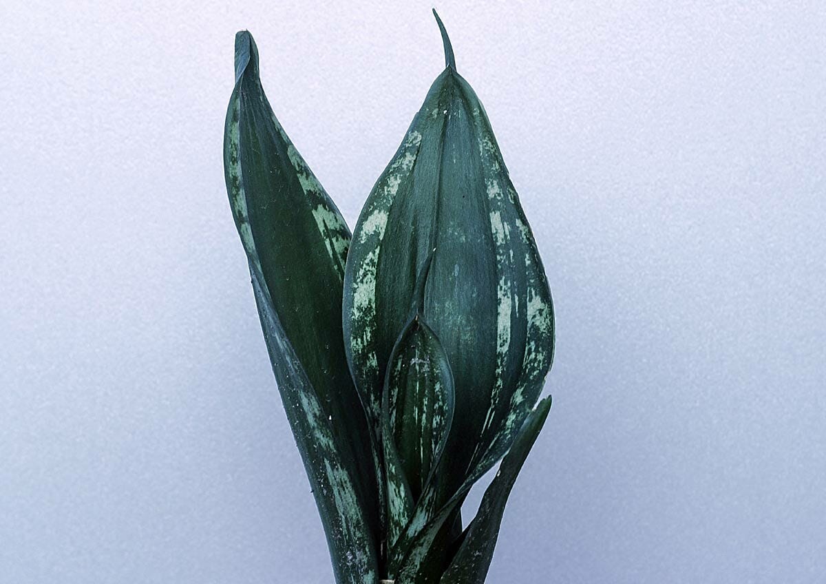 Whitney Dracaena (Dracaena Trifasciata ‘Whitney’