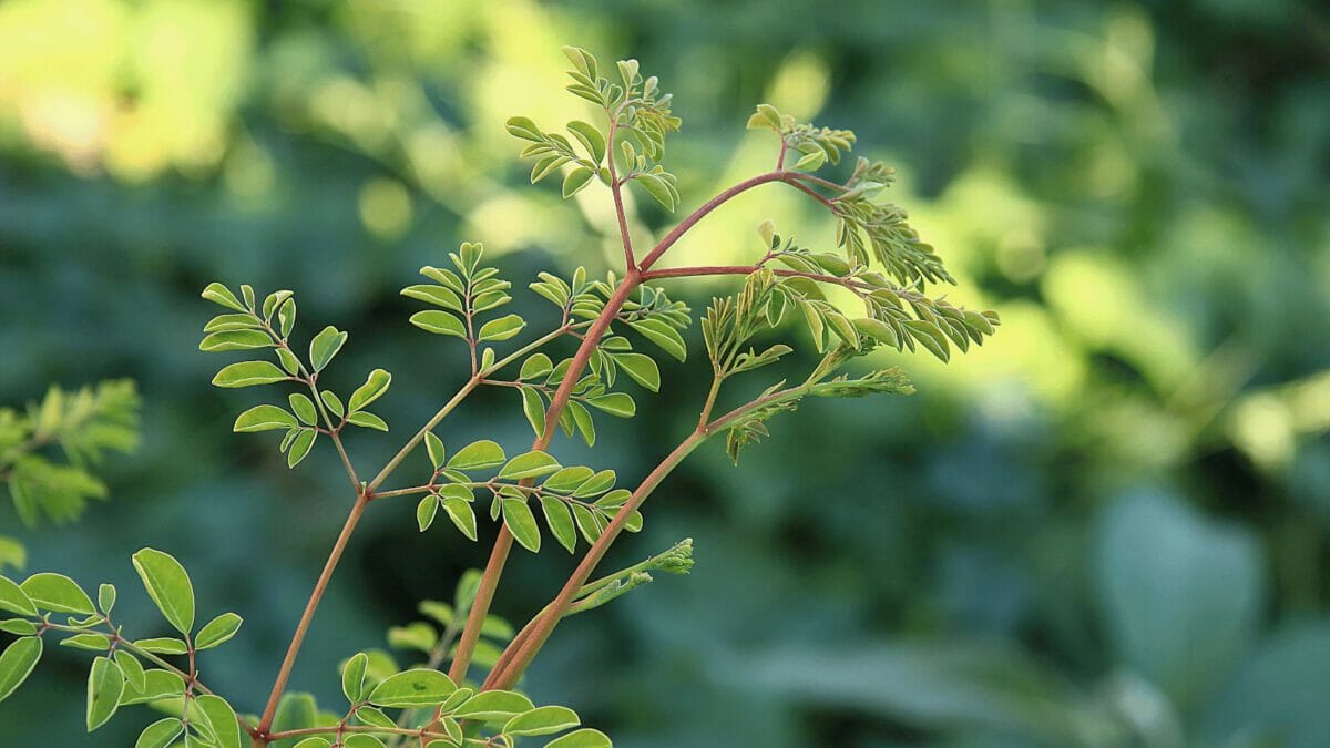 Moringa Oleifera plant