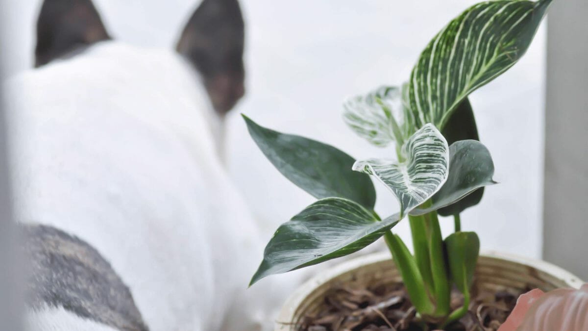 Philodendron birkin plant
