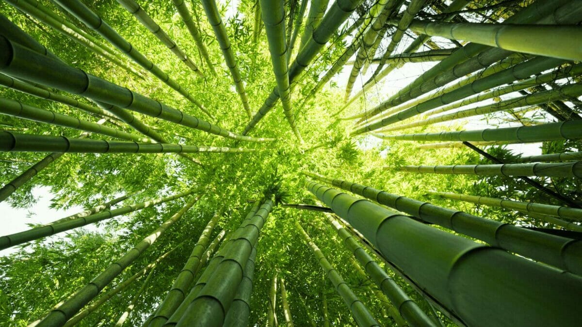 bamboo tree forest