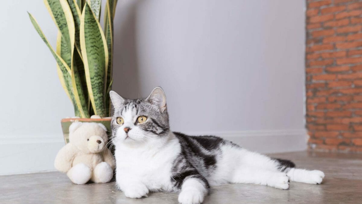 cat with a toxic snake plant in background.