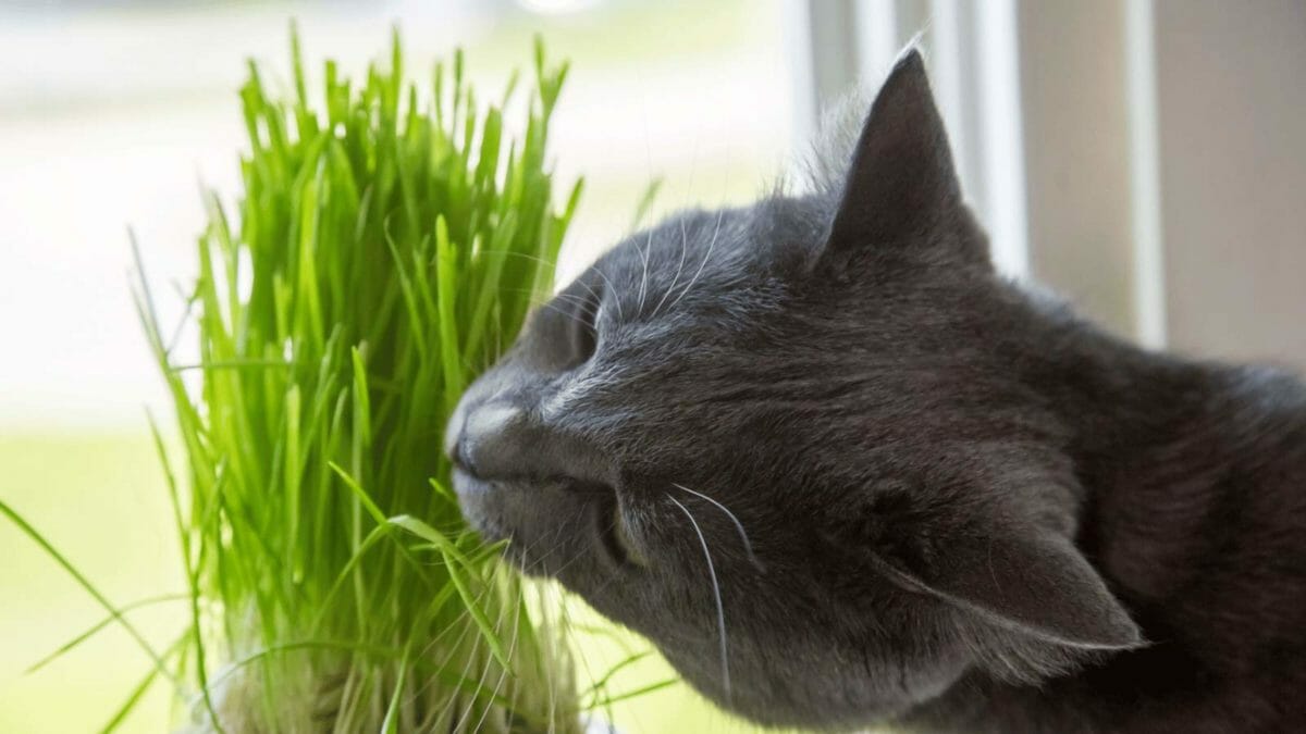 cat eating healthy grass