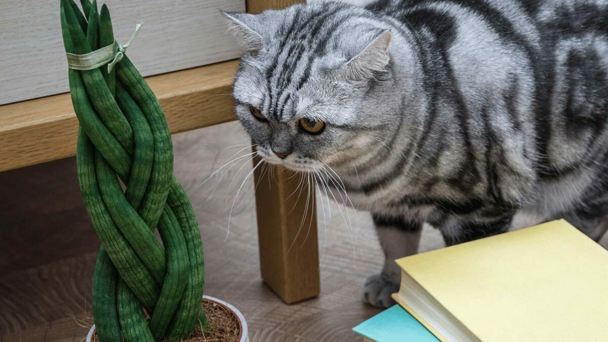 cat looking at a snake plant