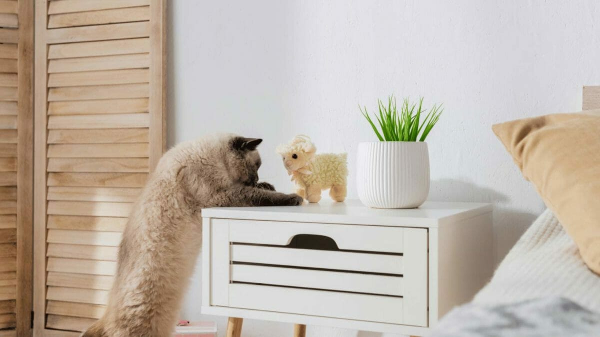 cat looking at toy instead of houseplant