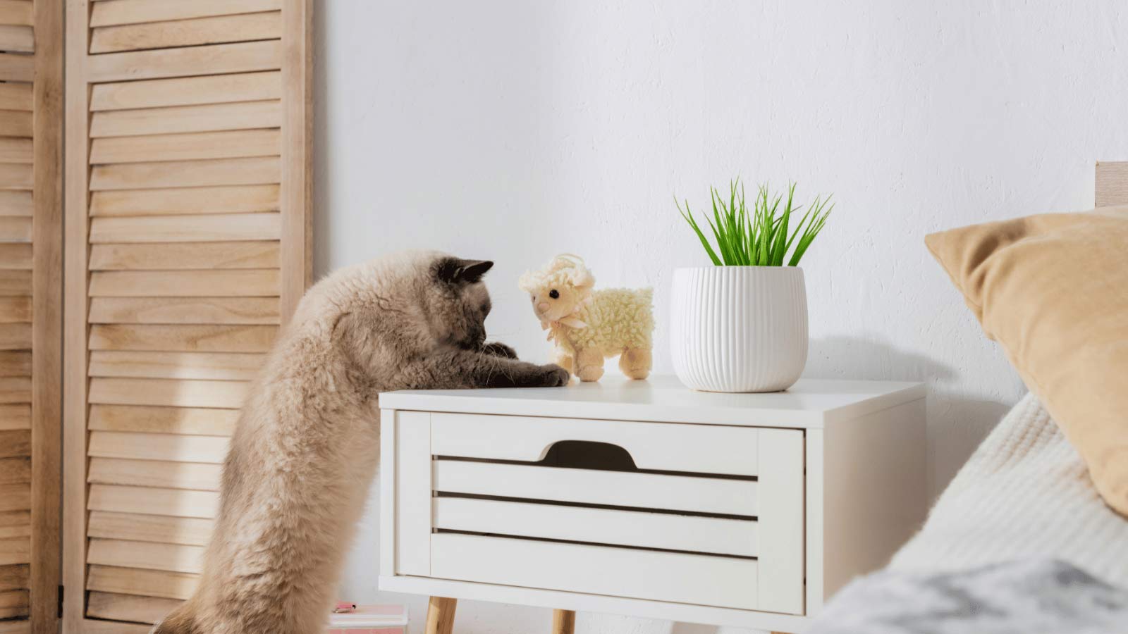 5 Tricks to Cat-Proof Your Plants - cat looking at toy and houseplant dp553031936