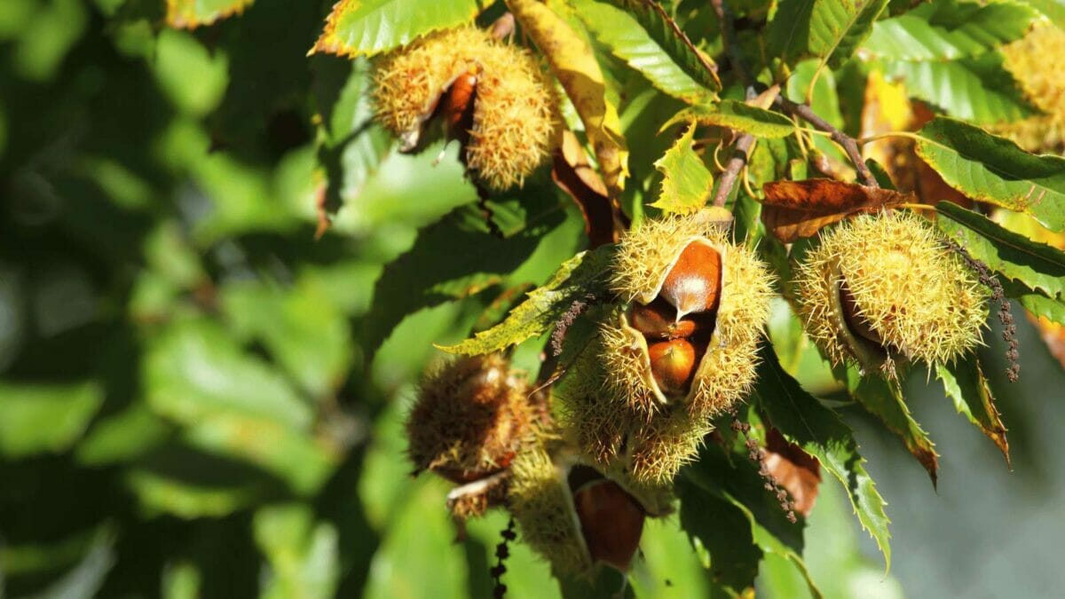 chestnut tree