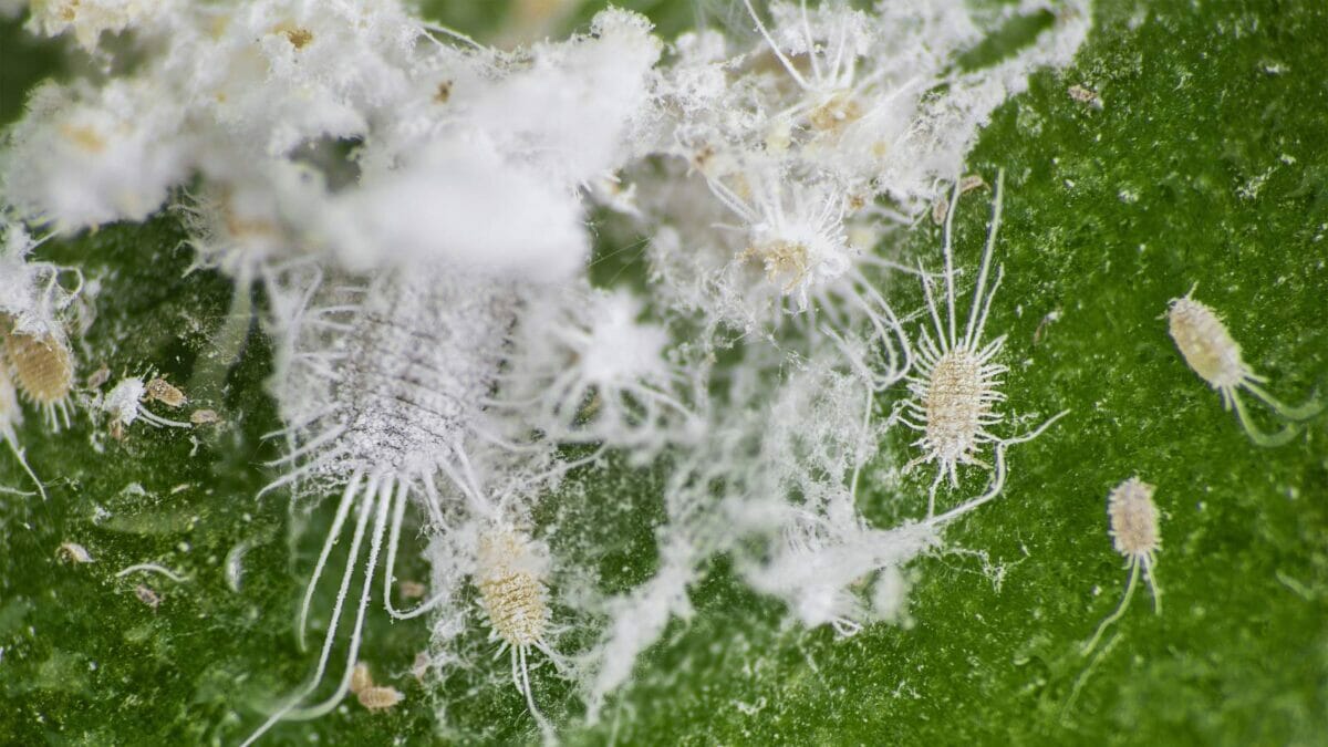 closeup of citrus mealybugs