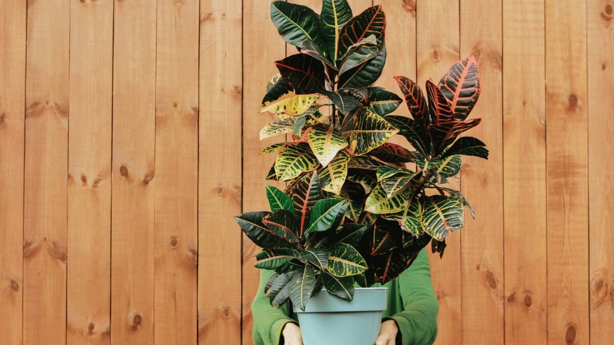 12 Perfect Patio Plants to Grow in Pots for a Lush Outdoor Oasis - croton plant dp417970778