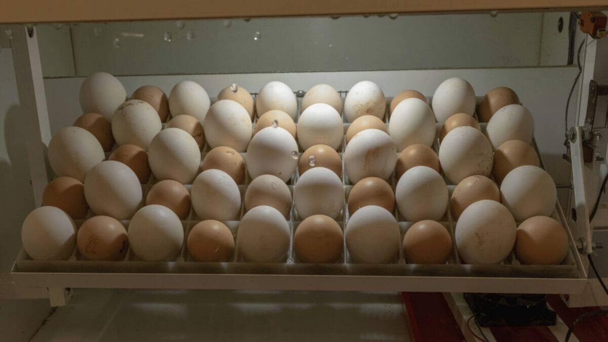 egg incubator