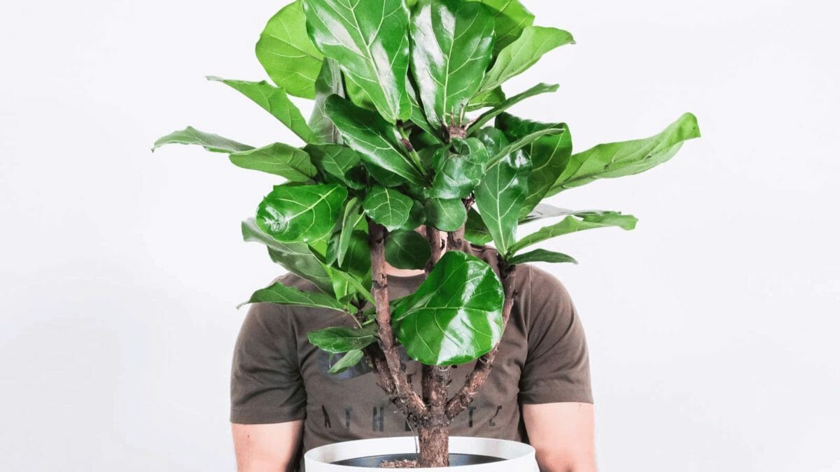 fiddle leaf fig plant in white pot