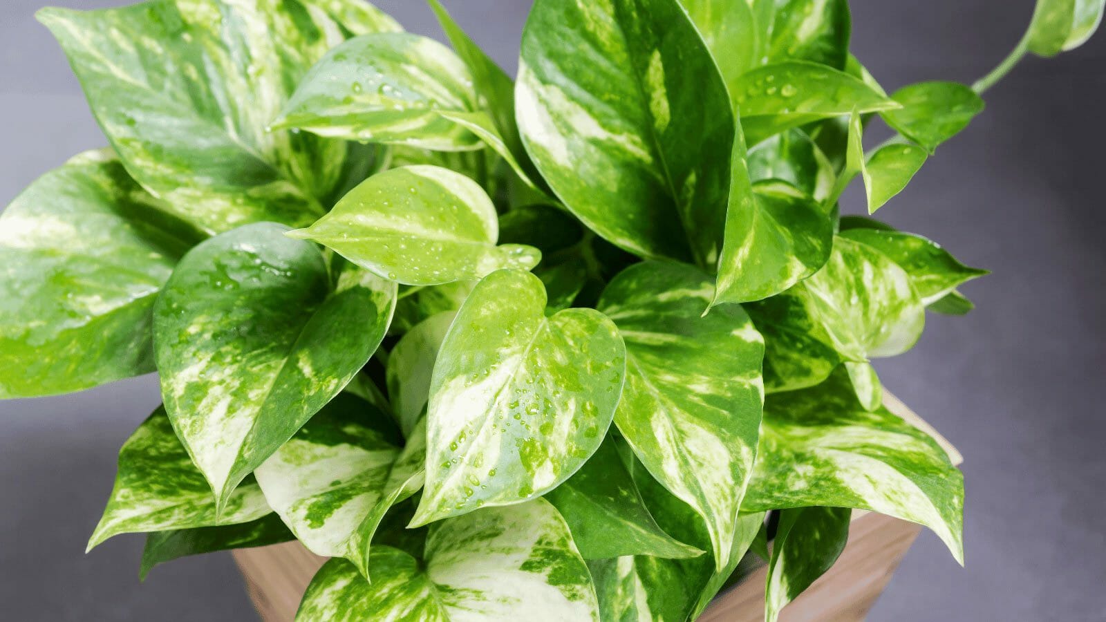 golden pothos plant care for a thriving plant.