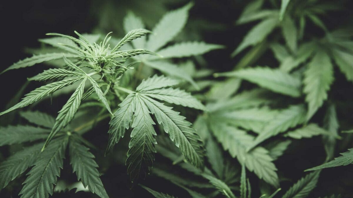 hemp plant