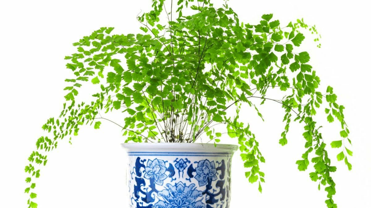maidenhair fern plant in a decorative pot.