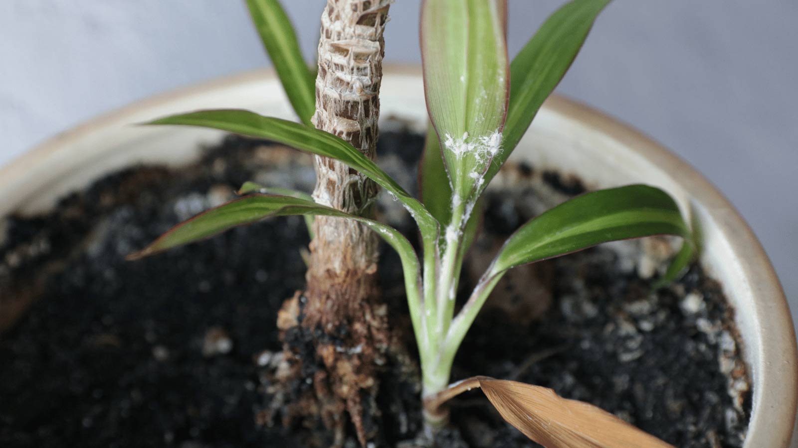 mealybugs on Dracaena leaves