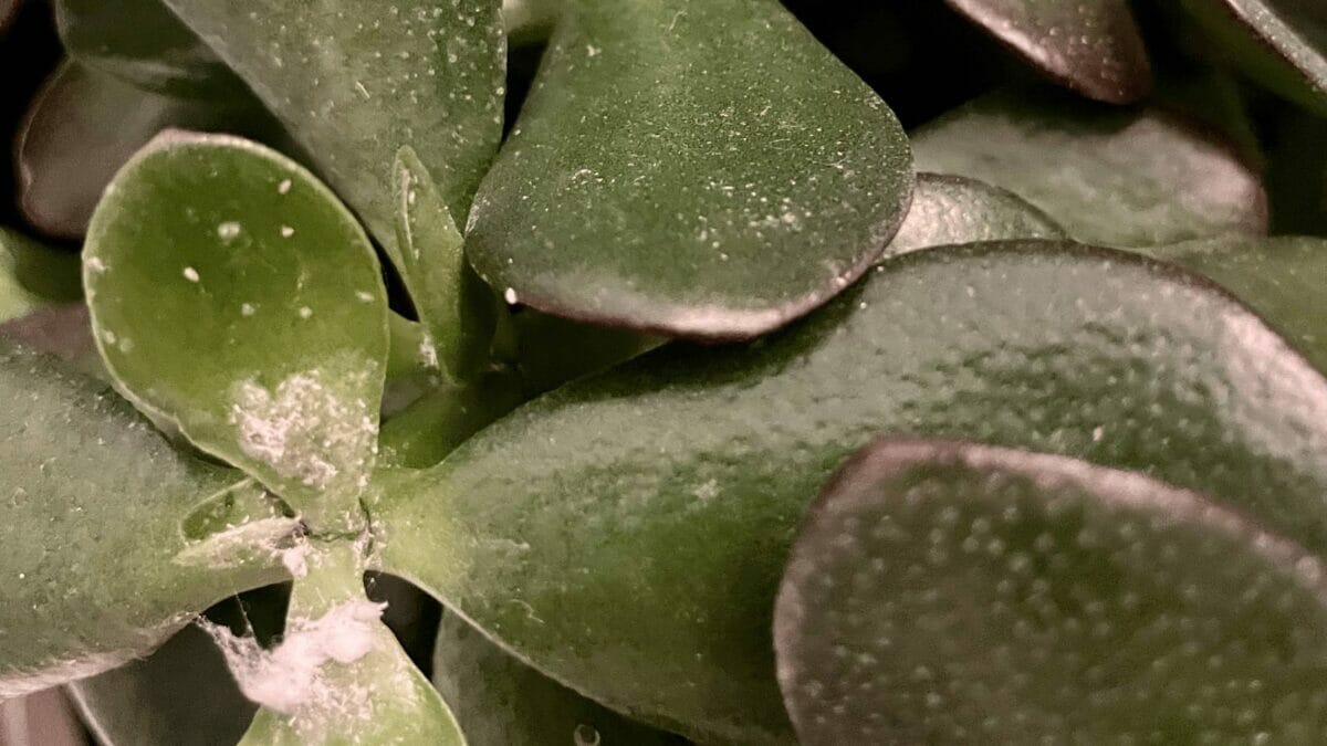 Got Mealybugs? Here's How to Get Rid of Mealbugs For Good! - mealybugs on succulent