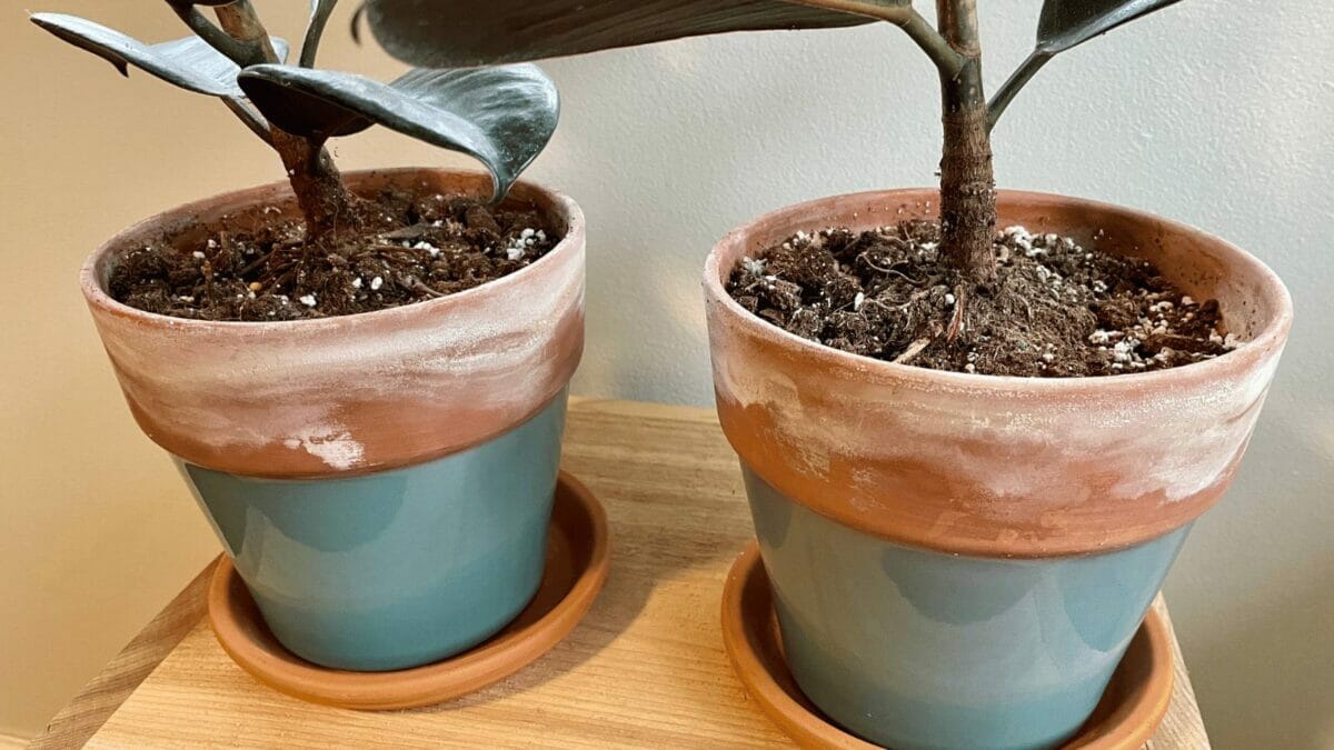 mineral deposits on terracotta clay pots