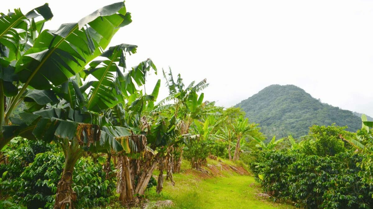 plantain trees