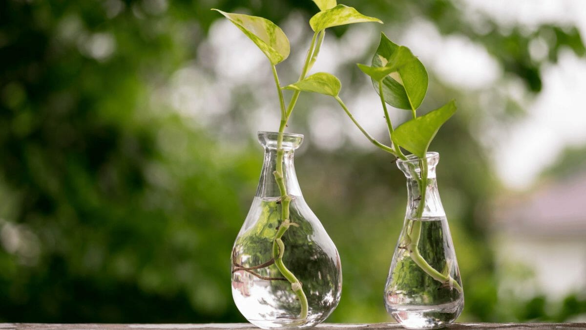 pothos cuttings in water
