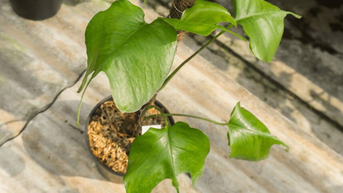 skeleton key pots plant in a pot