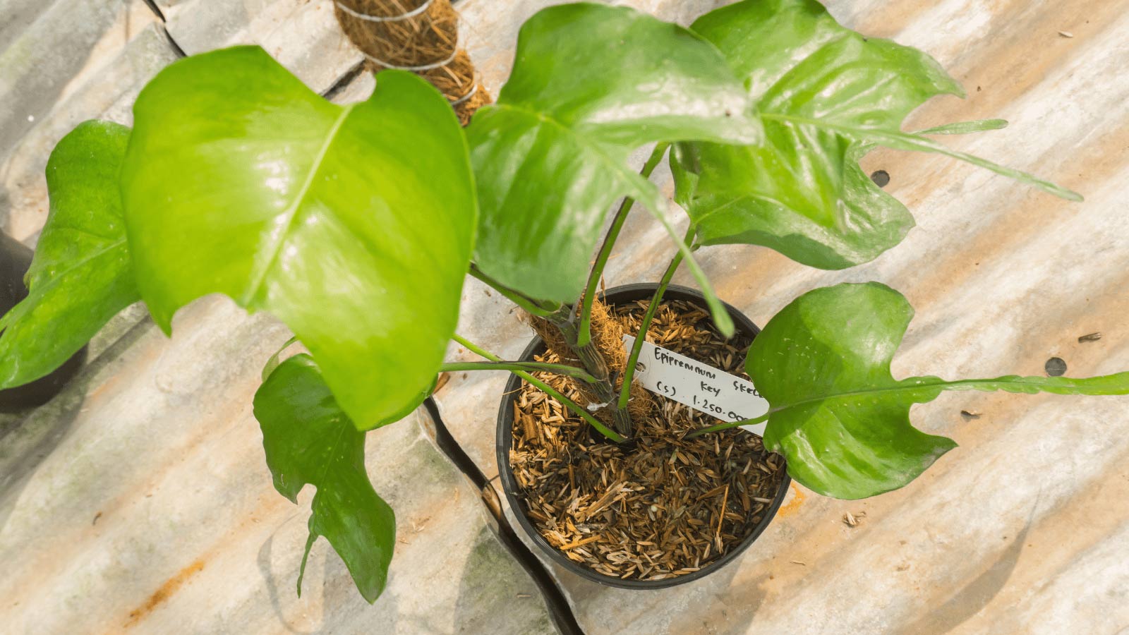 skeleton key pothos plant climbing a moss pole