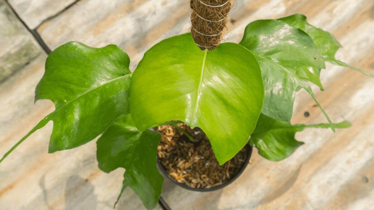 a climbing pothos skeleton key plant