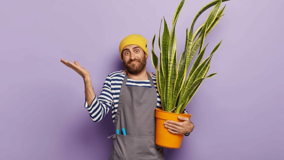 snake plant disadvantages, man holding plant