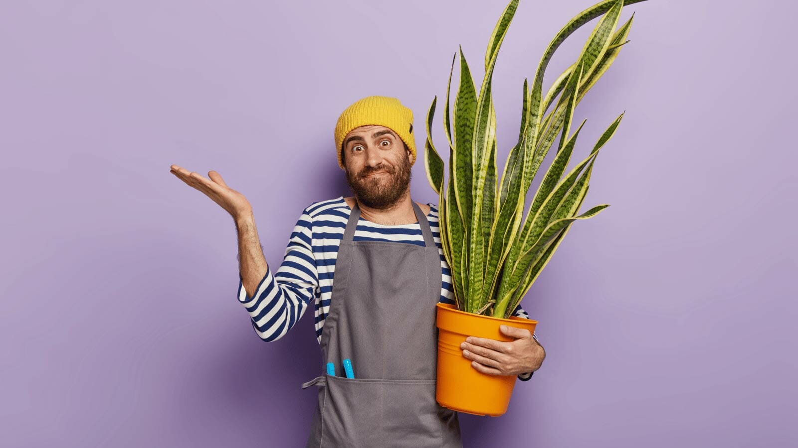 snake plant disadvantages, man holding plant