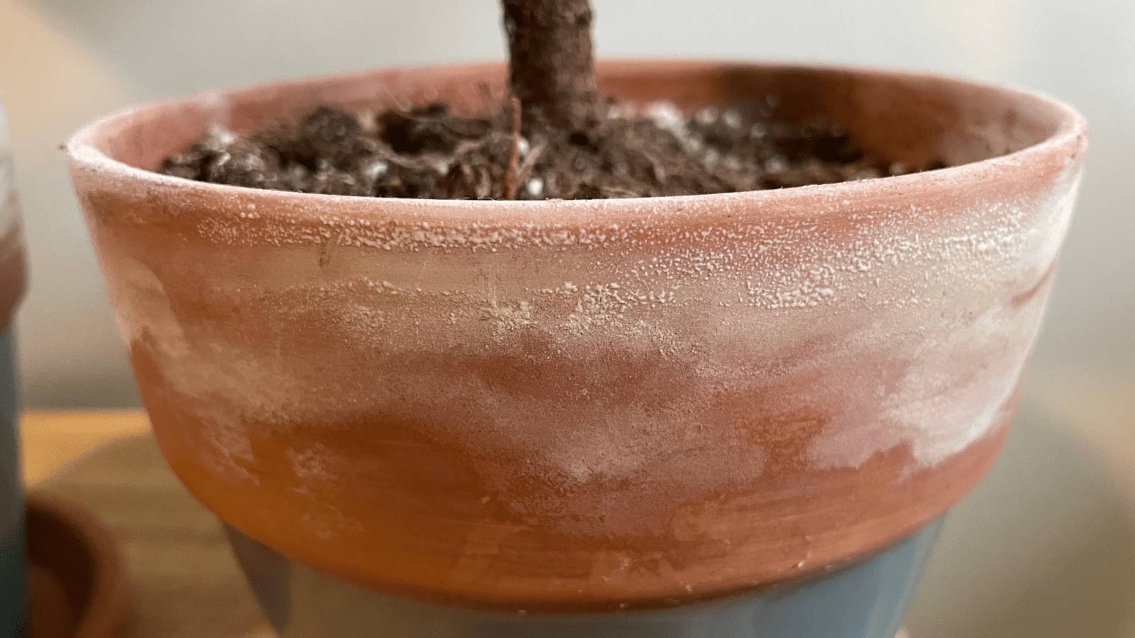 white mold on plant pot, terracotta clay
