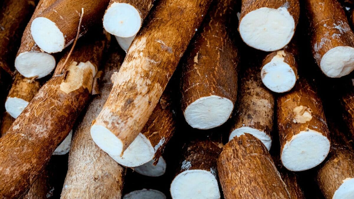 yuca root