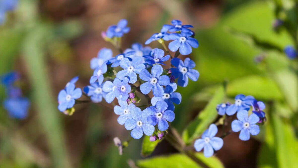 25 Hardy Outdoor Plants for Your Shady Garden Oasis - Brunnera Brunnera macrophylla flowers dp389861136