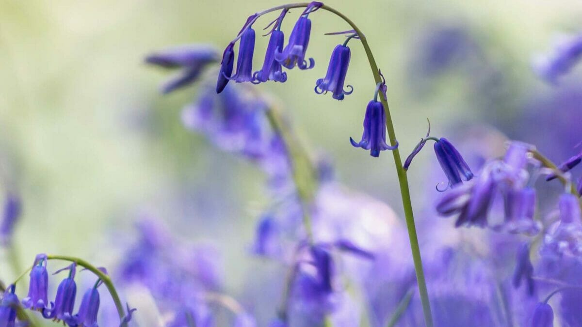 20 Beautiful Plants to Celebrate the Memory of Departed Loved Ones - English Bluebell Hyacinthoides flowers dp643997930