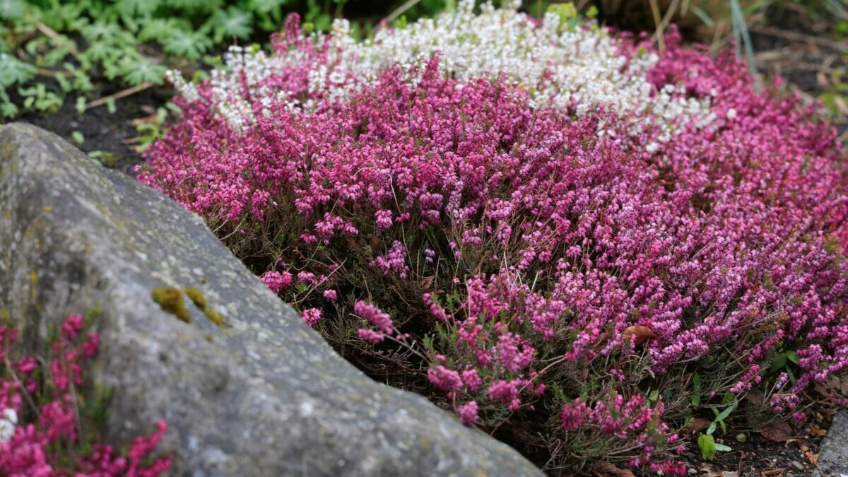 12 Shade-Loving Shrubs That Burst into Bloom During Fall & Winter - Heather Erica carnea flowers ss1127412560
