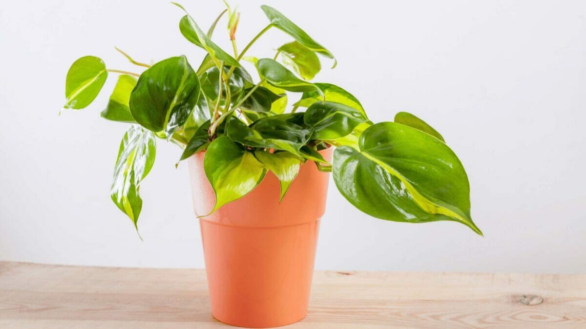 Philodendron Brasilia