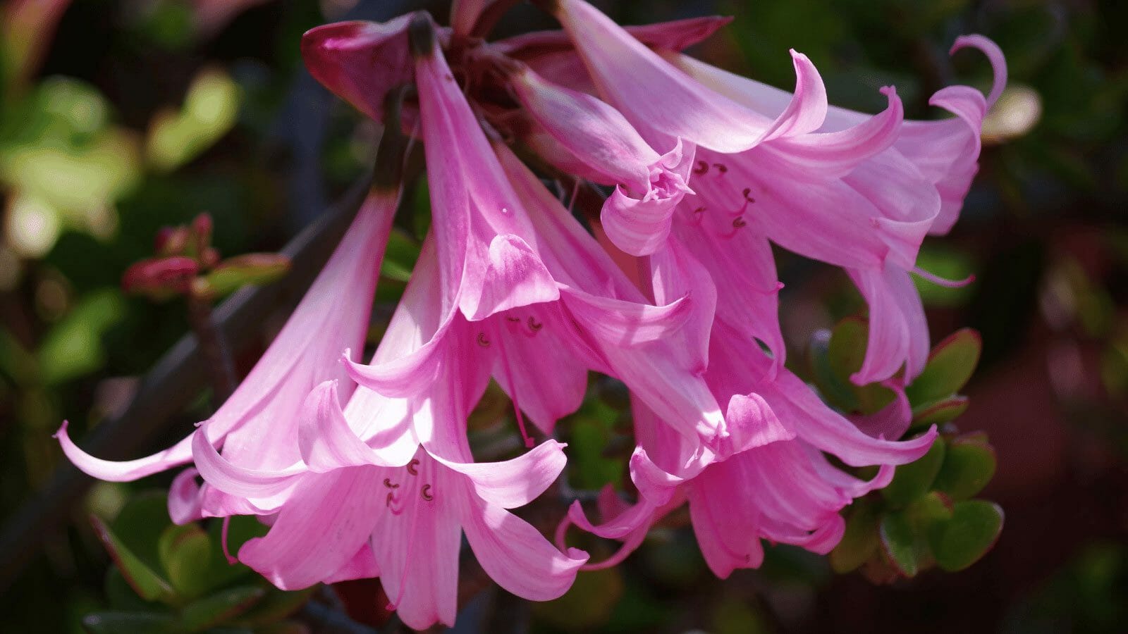 Amaryllis Paradisicola, a type of naked ladys flower in bloom