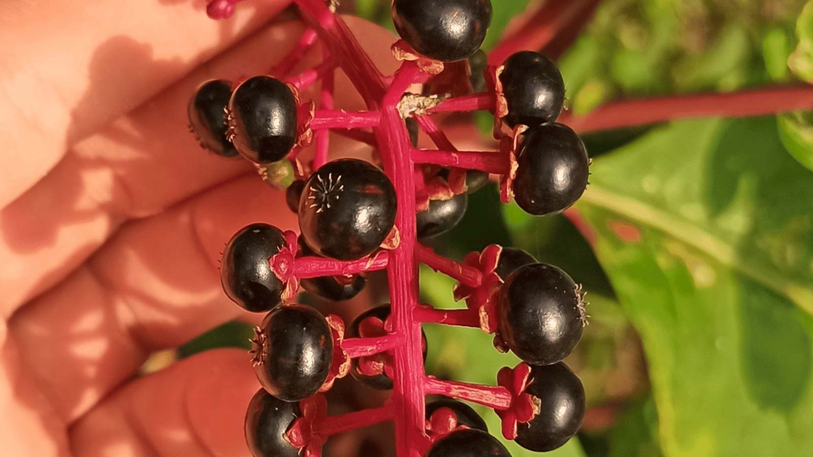 touching American pokeweed berries