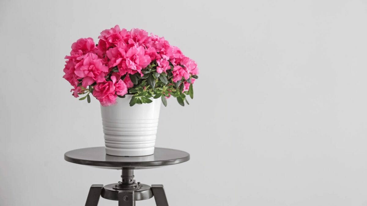 Do Pothos Like Coffee Grounds? Answered + Benefits & Dangers - blooming azalea plant dp257629710